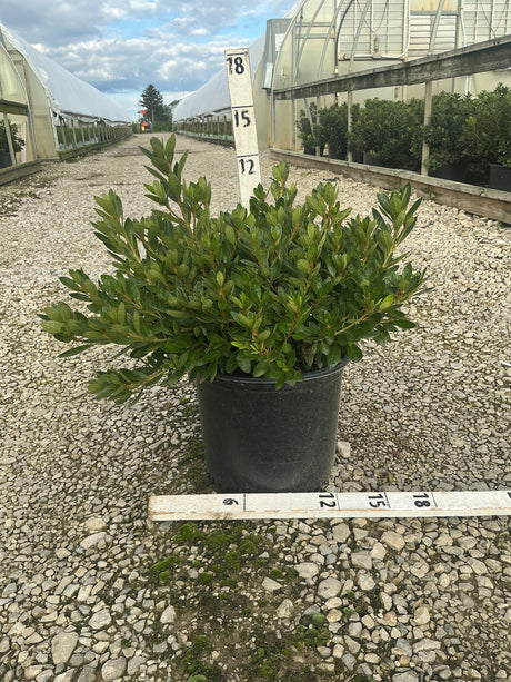 Girard's Renee Michelle Evergreen Azalea in a #3 black nursery container, showing dense dark green foliage measured at approximately 18 inches wide.