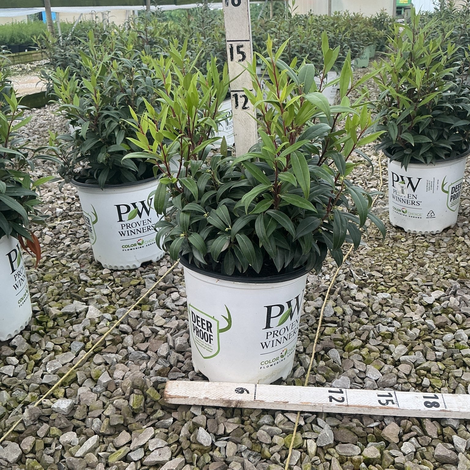 Sweet & Lo Sweet Box shrubs in Proven Winners containers at a nursery, showing dense dark green foliage on red stems.