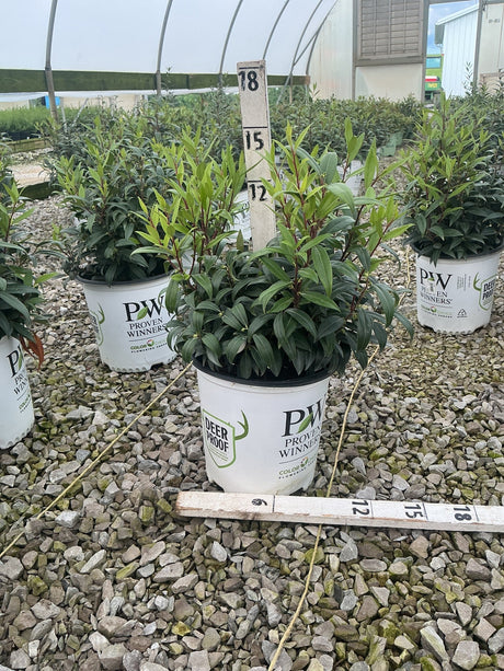 Sweet & Lo Sweet Box shrubs in Proven Winners containers at a nursery, showing dense dark green foliage on red stems.