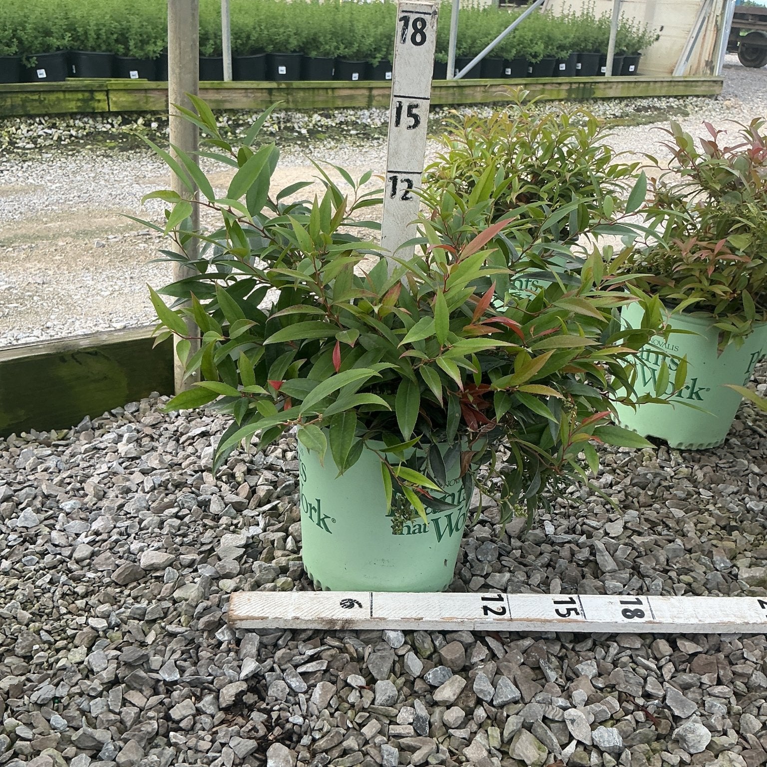 ReJoyce Coast Leucothoe shrub in a #2 container showing green and red-tinged foliage at a nursery growing area.