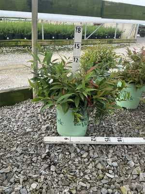 ReJoyce Coast Leucothoe shrub in a #2 container showing green and red-tinged foliage at a nursery growing area.