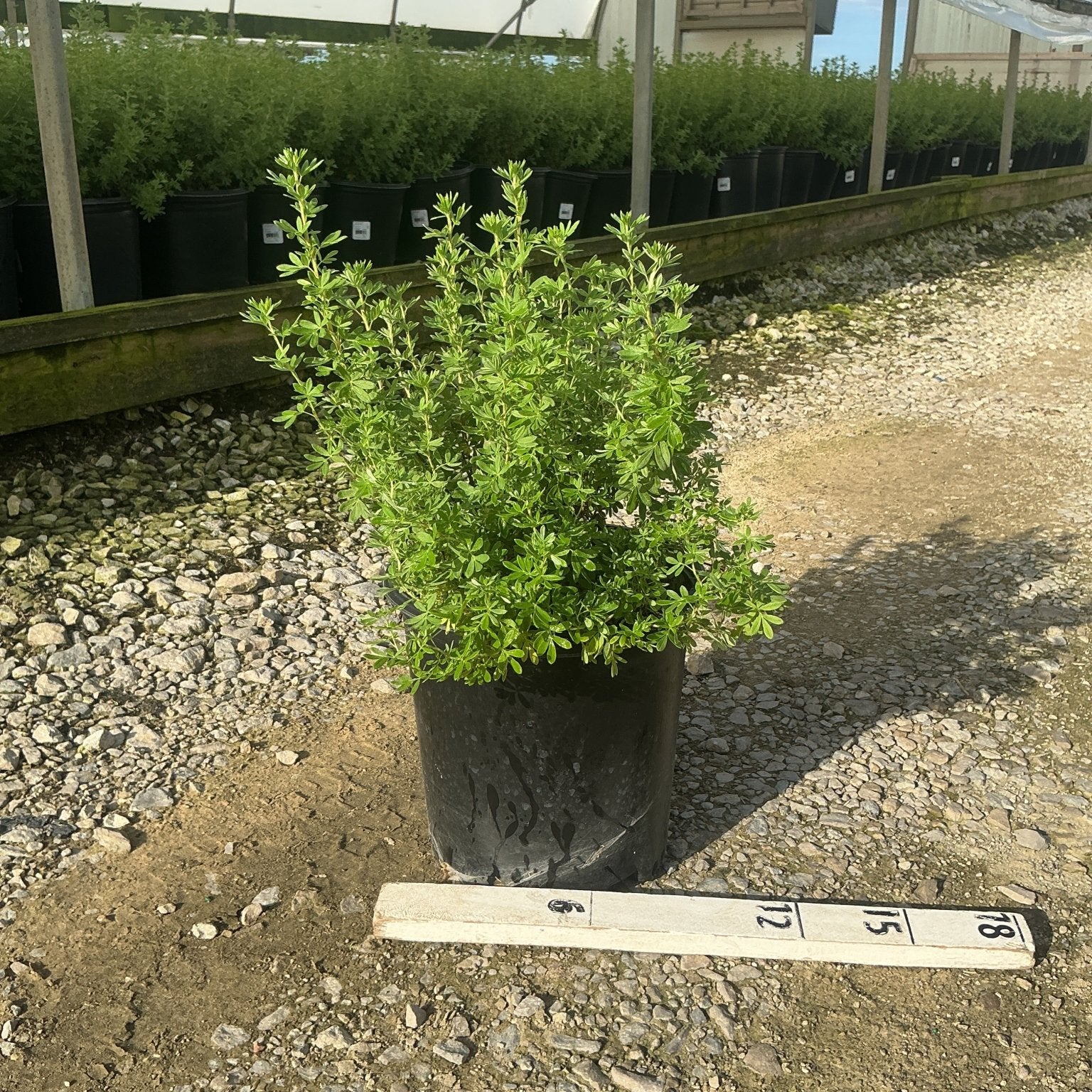 Goldfinger Potentilla shrub in a #2 black nursery container displayed on gravel at a greenhouse with a measurement ruler nearby.