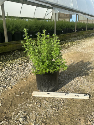 Goldfinger Potentilla shrub in a #2 black nursery container displayed on gravel at a greenhouse with a measurement ruler nearby.