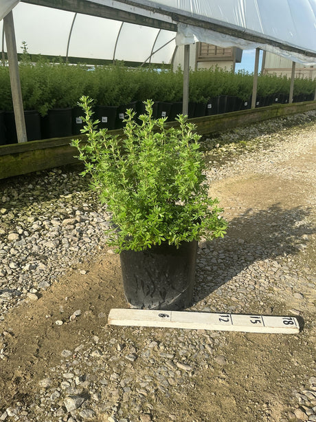 Goldfinger Potentilla shrub in a #2 black nursery container displayed on gravel at a greenhouse with a measurement ruler nearby.