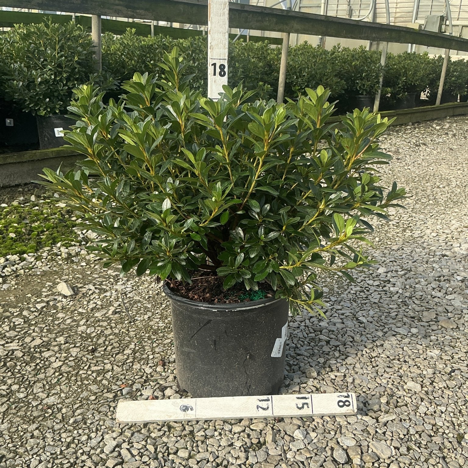 Karen Azalea shrub in a #3 container displayed on gravel at a nursery, showing dense dark green glossy foliage.