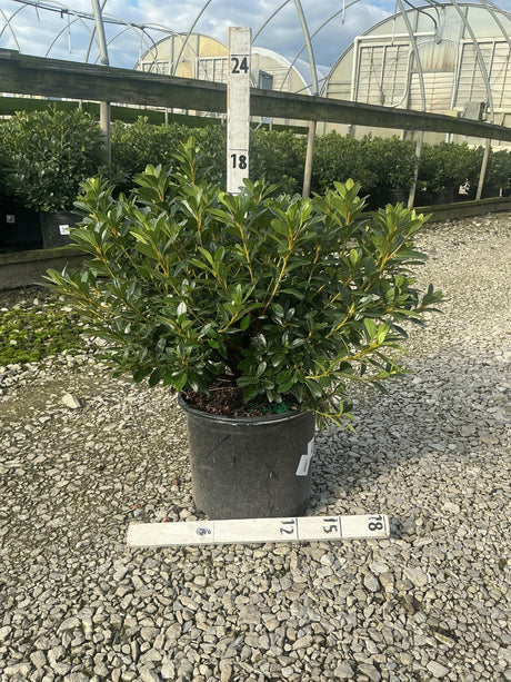 Karen Azalea shrub in a #3 container displayed on gravel at a nursery, showing dense dark green glossy foliage.