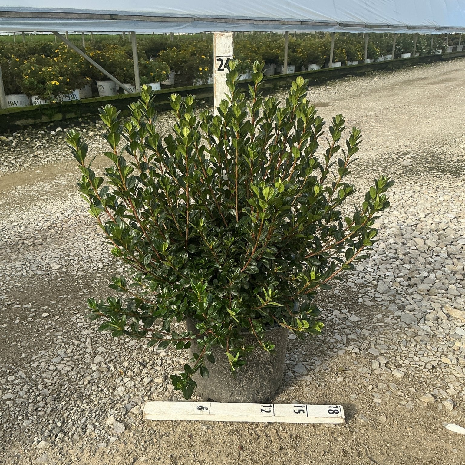 Stewartstonian Azalea shrub in a #3 container showing dense dark green foliage and a full, rounded habit at a nursery.