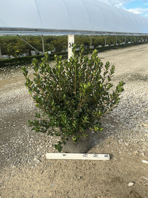 Stewartstonian Azalea shrub in a #3 container showing dense dark green foliage and a full, rounded habit at a nursery.