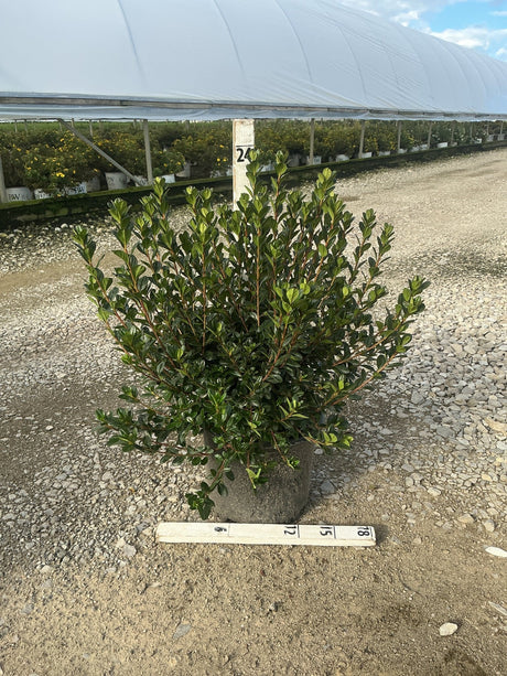 Stewartstonian Azalea shrub in a #3 container showing dense dark green foliage and a full, rounded habit at a nursery.