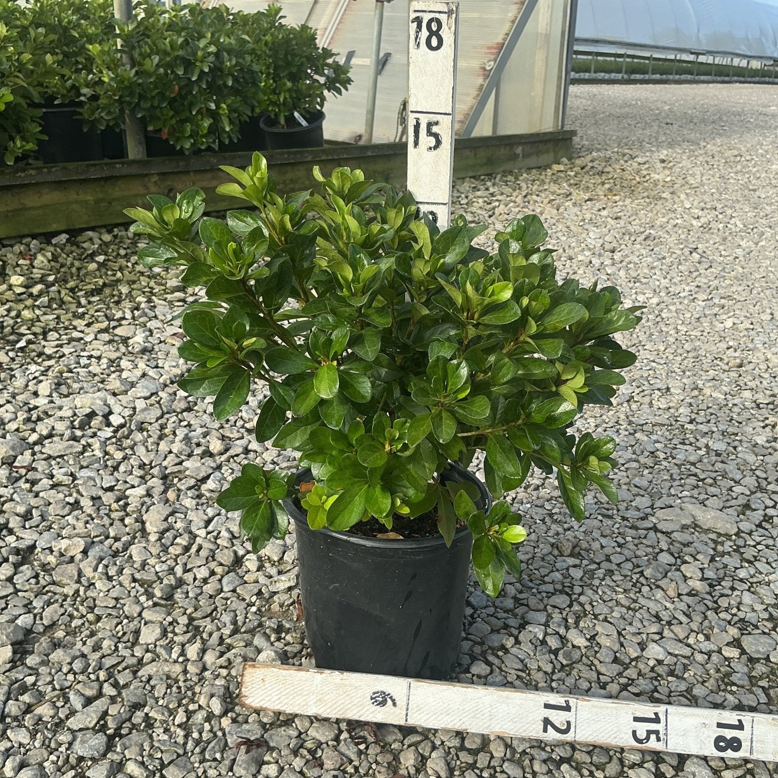 Girard's Crimson Azalea shrub in a #1 black nursery container, shown against a gravel surface with measurement stakes.