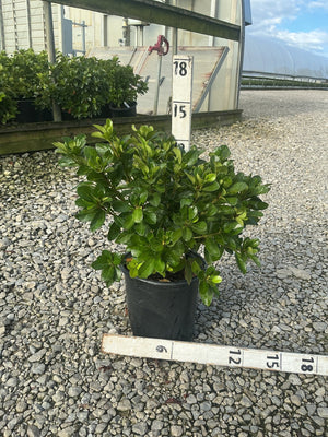 Girard's Crimson Azalea shrub in a #1 black nursery container, shown against a gravel surface with measurement stakes.
