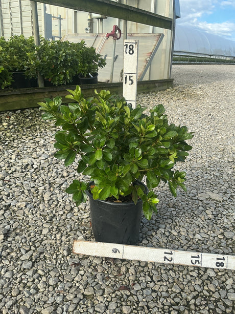 Girard's Crimson Azalea shrub in a #1 black nursery container, shown against a gravel surface with measurement stakes.