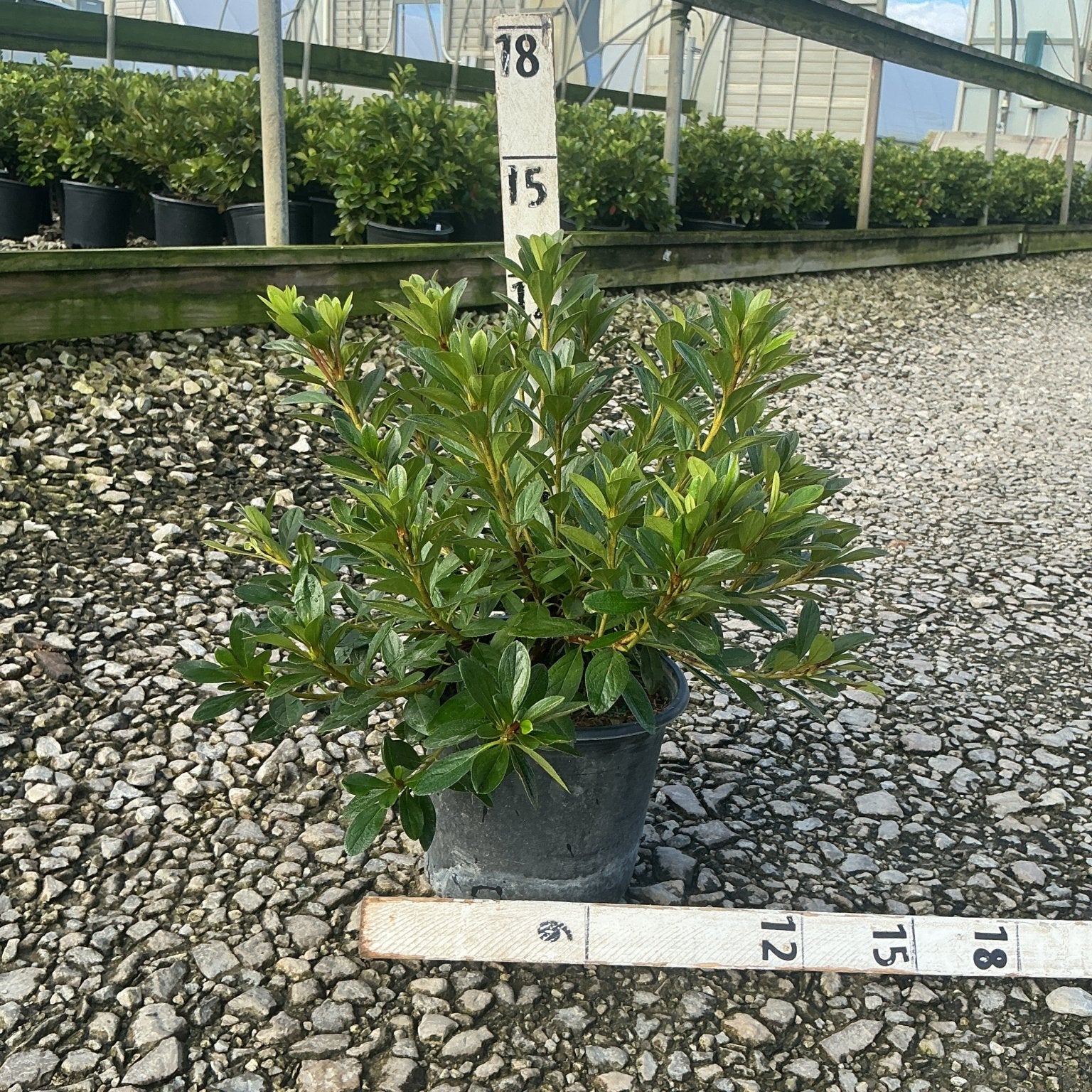 Karen Azalea shrub in a #1 container displayed on gravel at a nursery with measurement markers showing plant height.