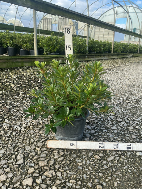 Karen Azalea shrub in a #1 container displayed on gravel at a nursery with measurement markers showing plant height.