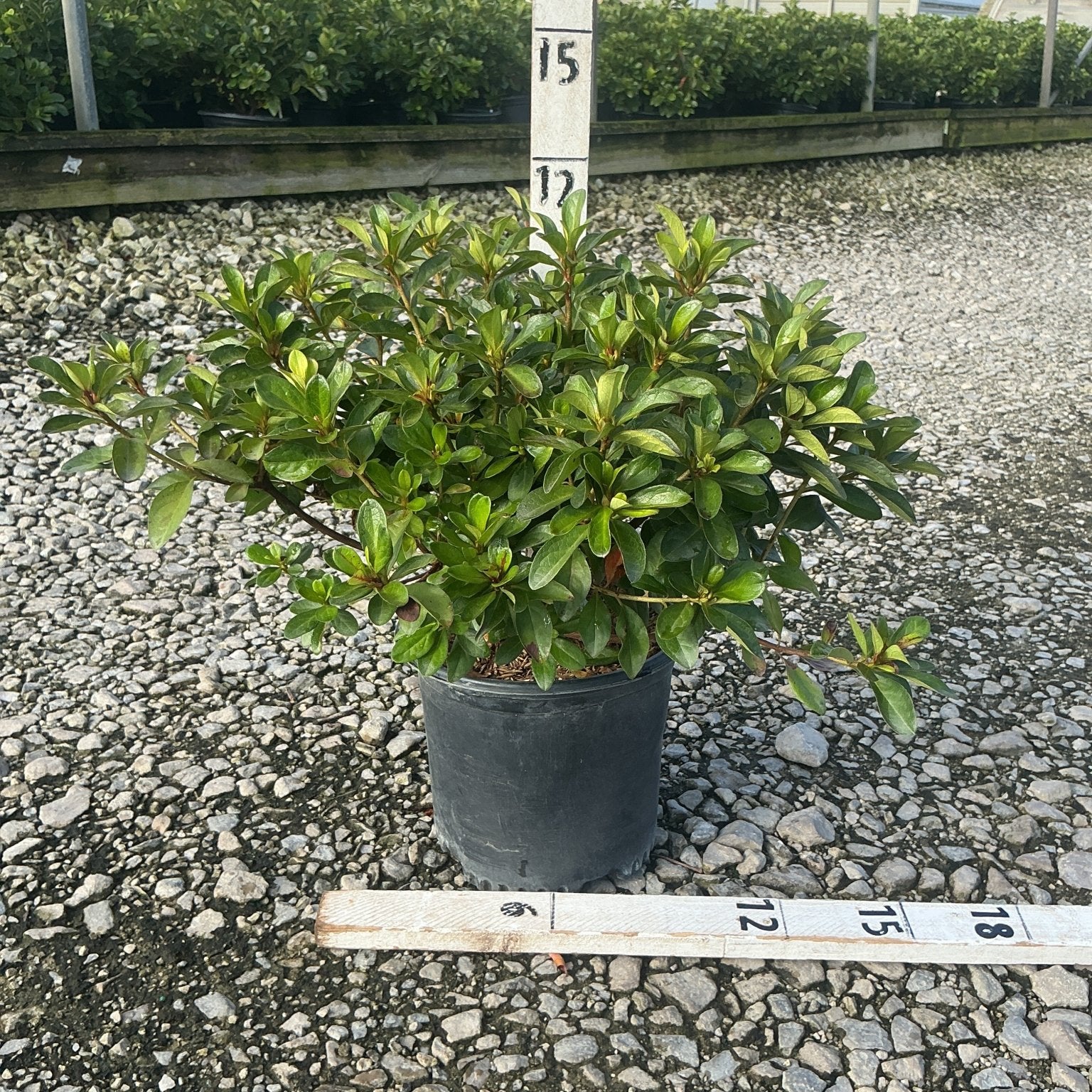 Hot Shot Girard Azalea shrub in a black nursery container with dense, glossy green foliage, shown against a gravel nursery yard.
