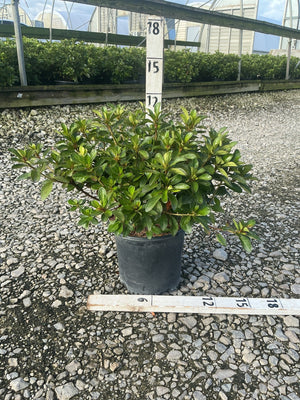 Hot Shot Girard Azalea shrub in a black nursery container with dense, glossy green foliage, shown against a gravel nursery yard.