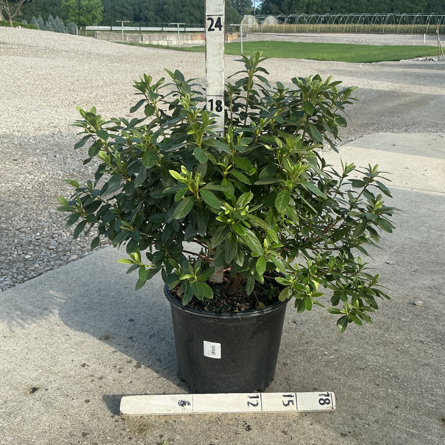 Cascade Azalea shrub in a #3 nursery container with dense dark green foliage, shown with measurement stakes.