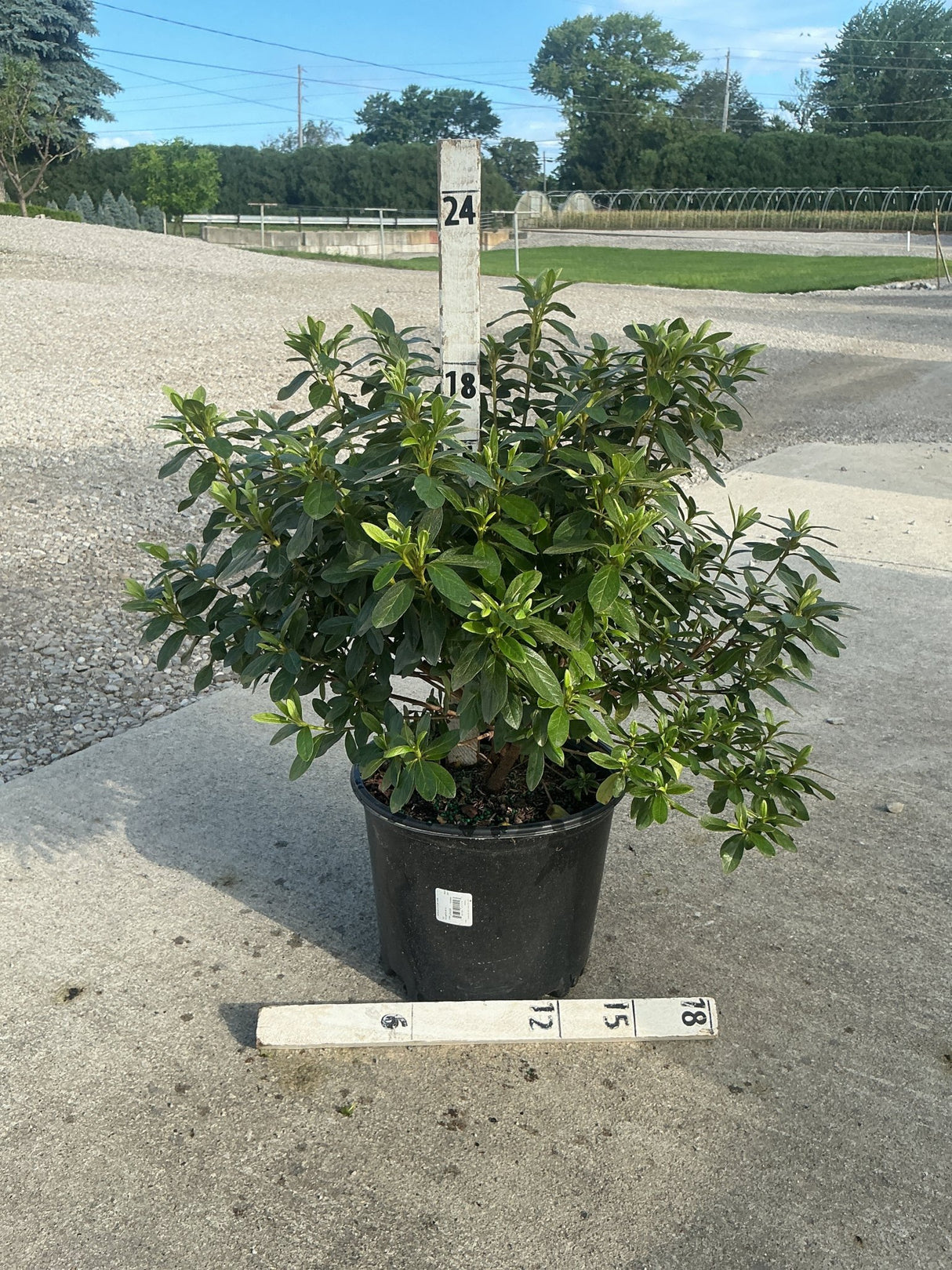 Cascade Azalea shrub in a #3 nursery container with dense dark green foliage, shown with measurement stakes.