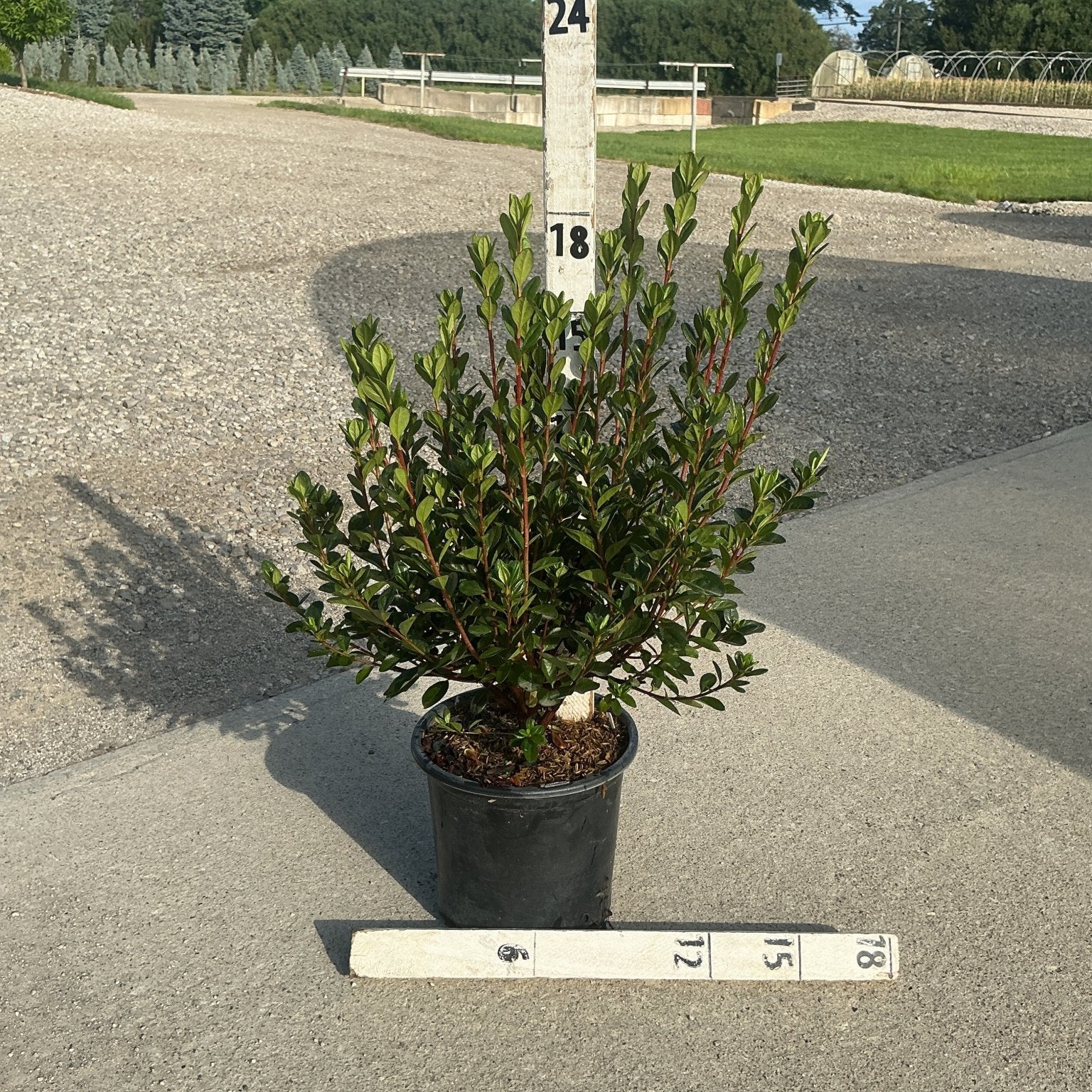 Stewartstonian Azalea shrub in a #1 container shown against a measurement stake at a nursery, approximately 18 inches tall.