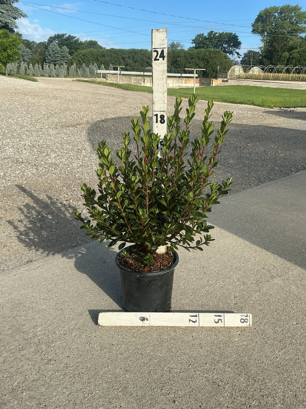 Stewartstonian Azalea shrub in a #1 container shown against a measurement stake at a nursery, approximately 18 inches tall.