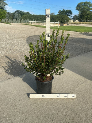 Stewartstonian Azalea shrub in a #1 container shown against a measurement stake at a nursery, approximately 18 inches tall.