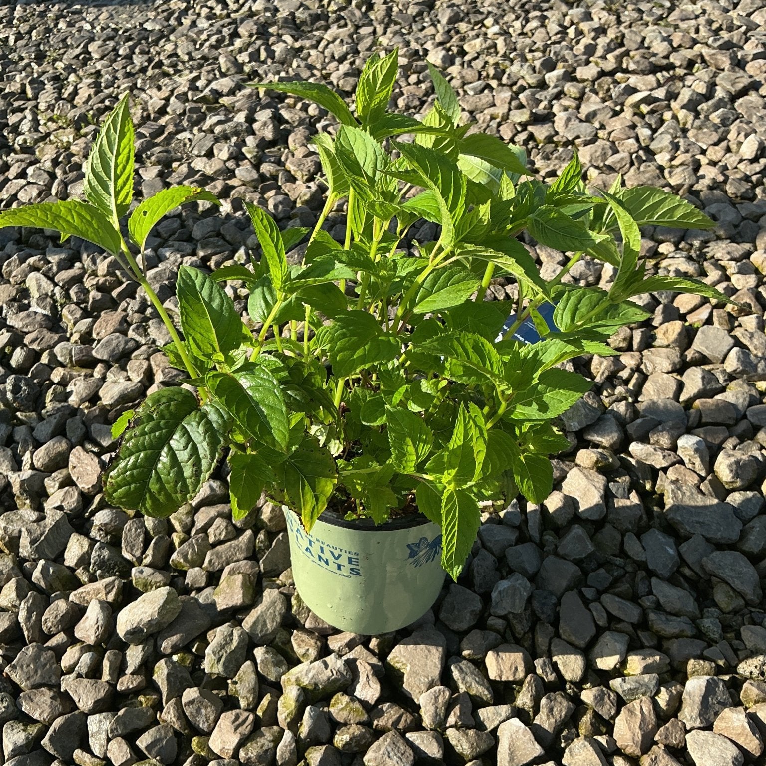 Jacob Cline Bee Balm in a #1 container showing lush green foliage with textured leaves, set on a gravel surface.
