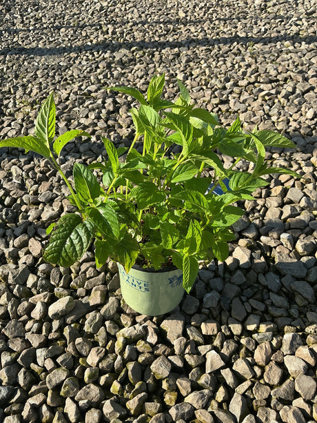 Jacob Cline Bee Balm in a #1 container showing lush green foliage with textured leaves, set on a gravel surface.