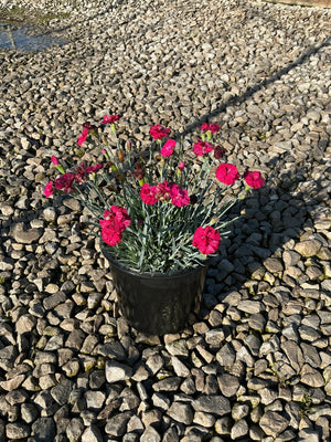 Frosty Fire Dianthus in a black nursery container displaying deep crimson blooms on a gravel surface.