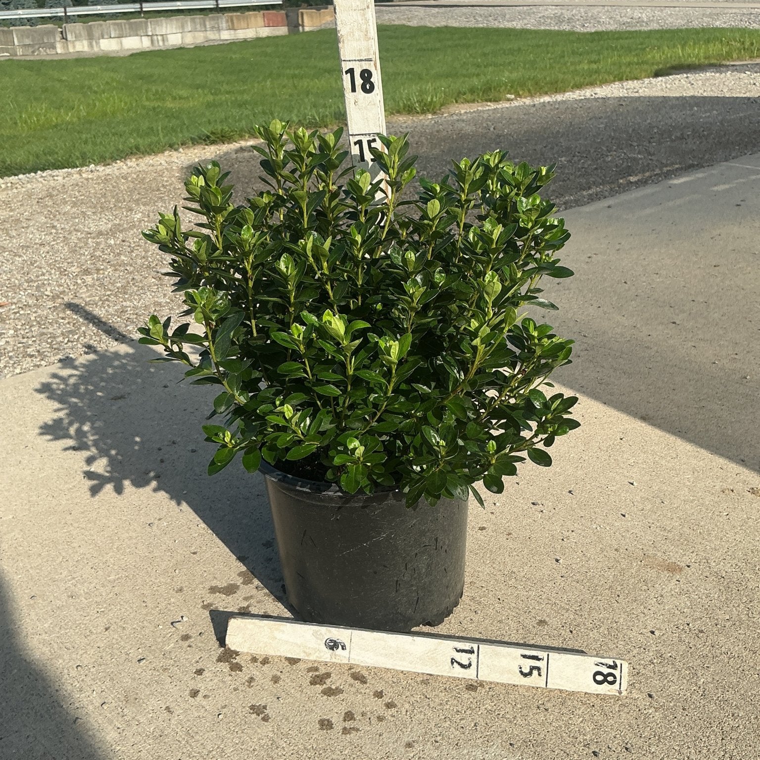 Rosebud Azalea shrub in a #3 container with dense glossy green foliage, measured at approximately 15 inches tall.