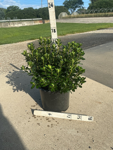Rosebud Azalea shrub in a #3 container with dense glossy green foliage, measured at approximately 15 inches tall.
