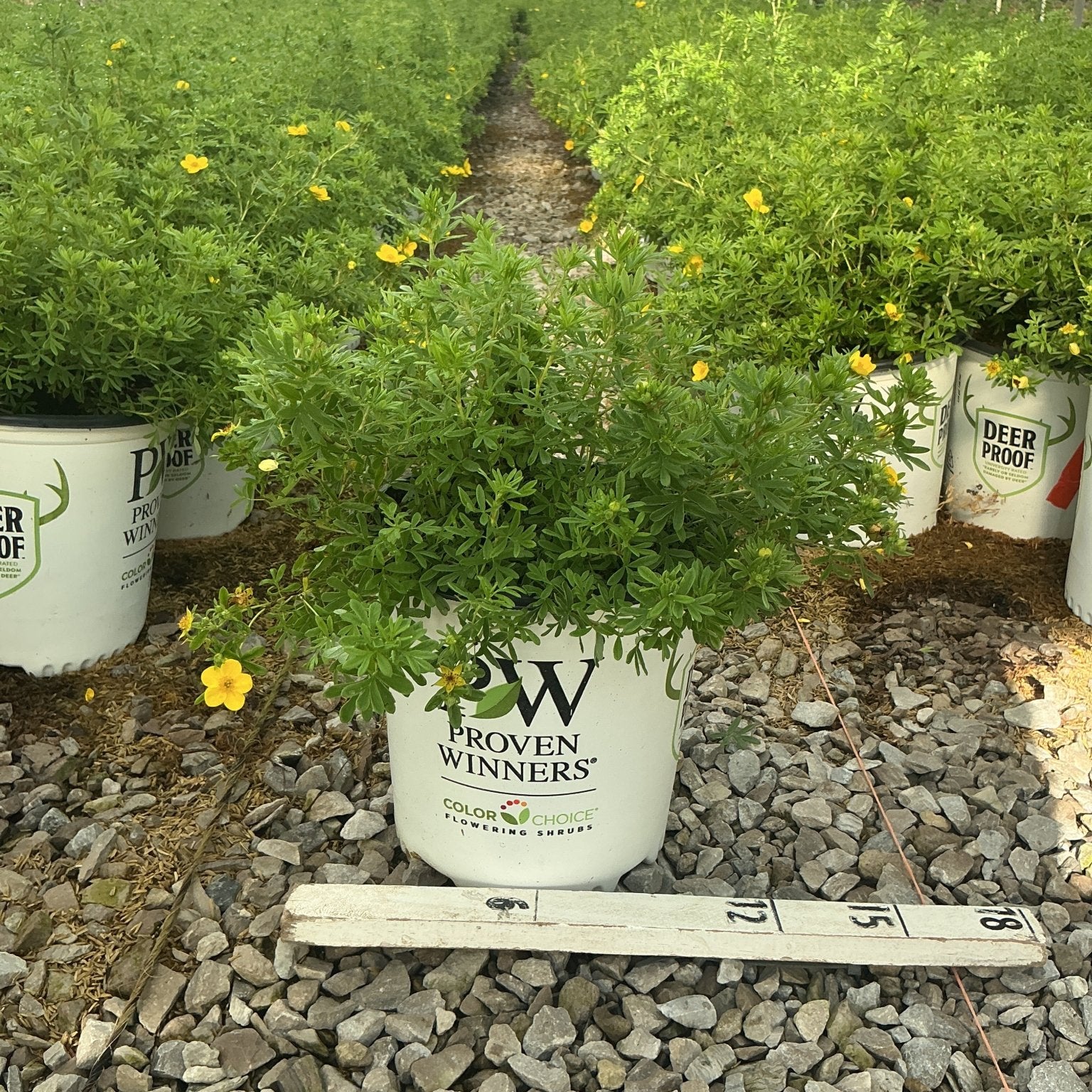 Happy Face Yellow Potentilla shrub in a Proven Winners #2 container, showing bright yellow blooms and fine-textured foliage inside a greenhouse.