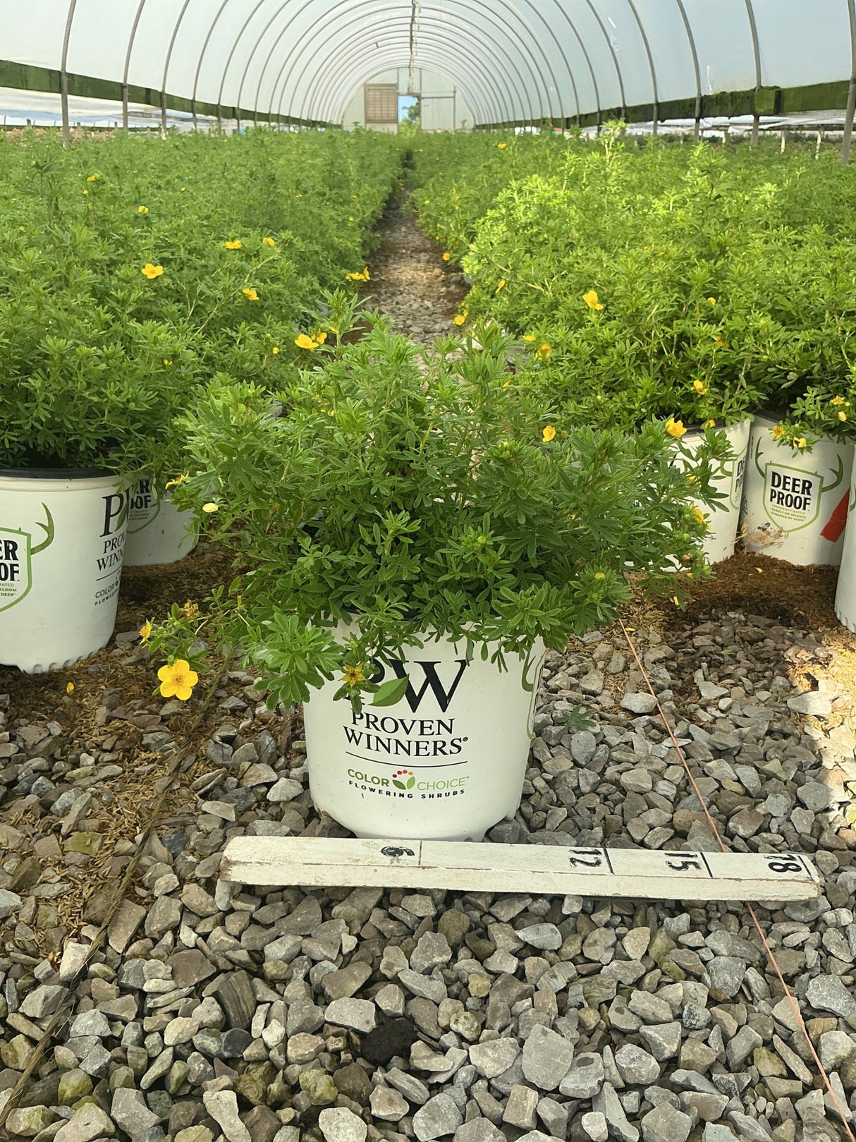 Happy Face Yellow Potentilla shrub in a Proven Winners #2 container, showing bright yellow blooms and fine-textured foliage inside a greenhouse.