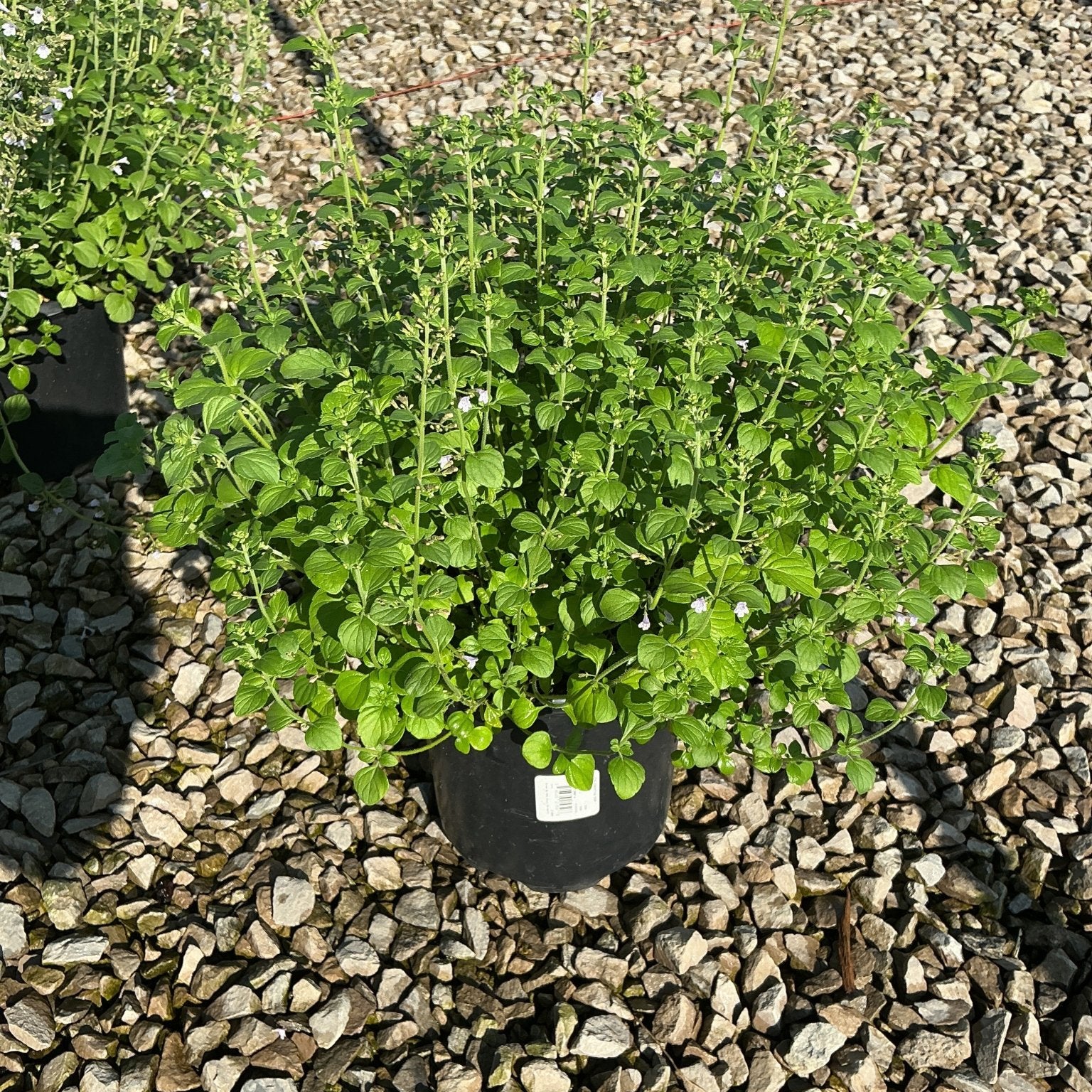 Lesser Calamint in a black #1 container, showing dense mounding foliage and tiny white blooms on upright stems.