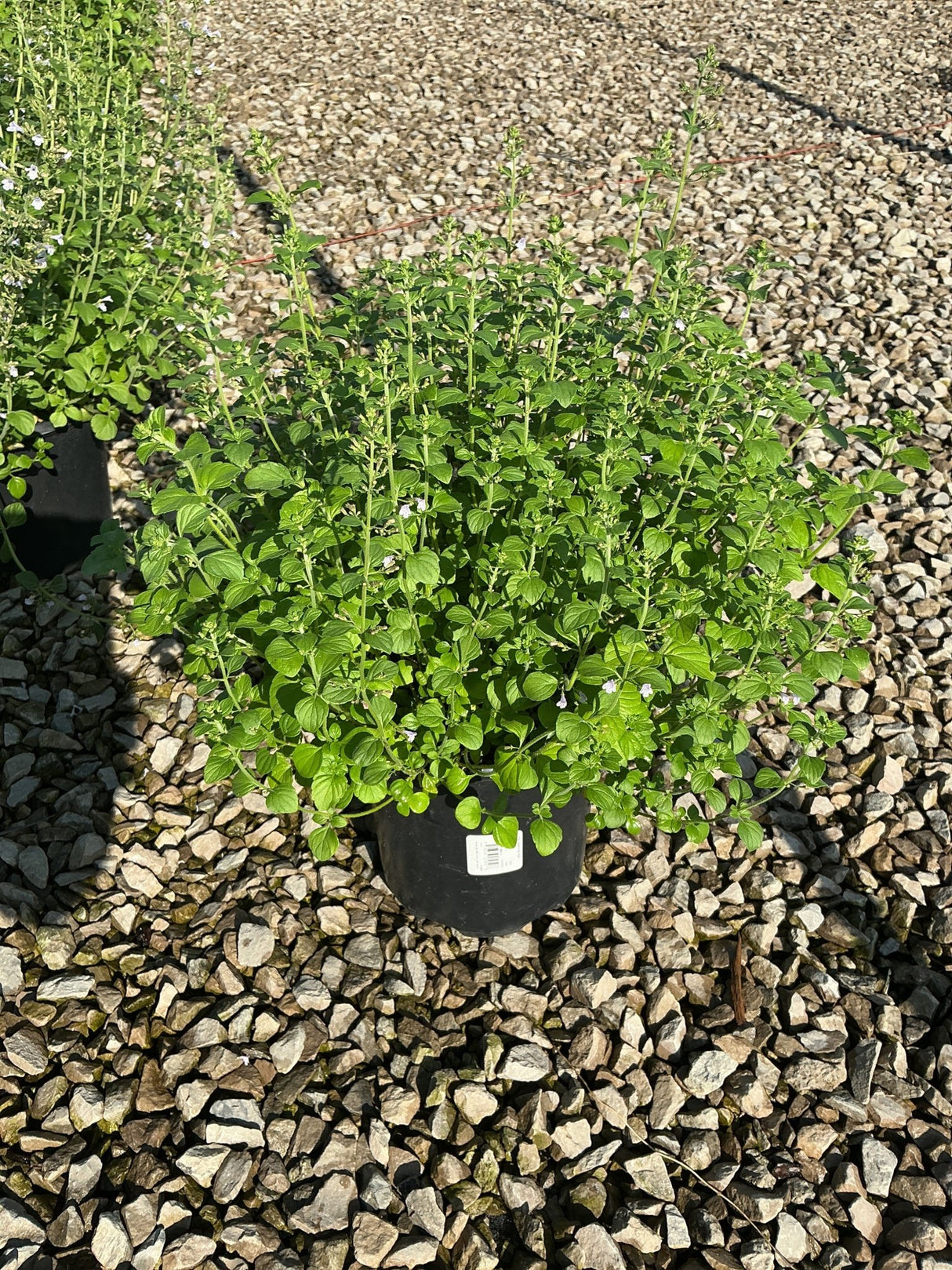 Lesser Calamint in a black #1 container, showing dense mounding foliage and tiny white blooms on upright stems.