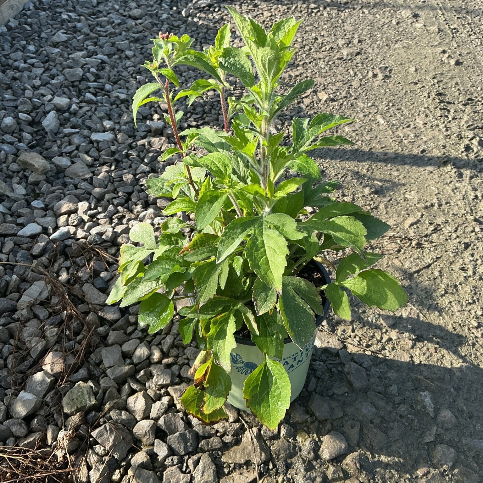 Prairie Glow Black-Eyed Susan in a #1 container showing lush green foliage and budding stems on a gravel surface.