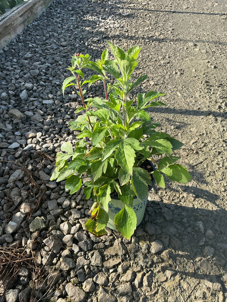 Prairie Glow Black-Eyed Susan in a #1 container showing lush green foliage and budding stems on a gravel surface.