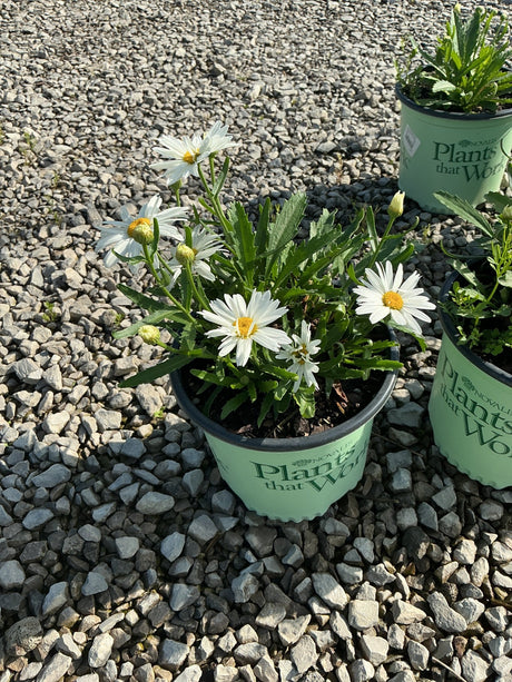 Whoops-A-Daisy Shasta Daisy in a #1 nursery container with white blooms and yellow centers on a gravel surface.