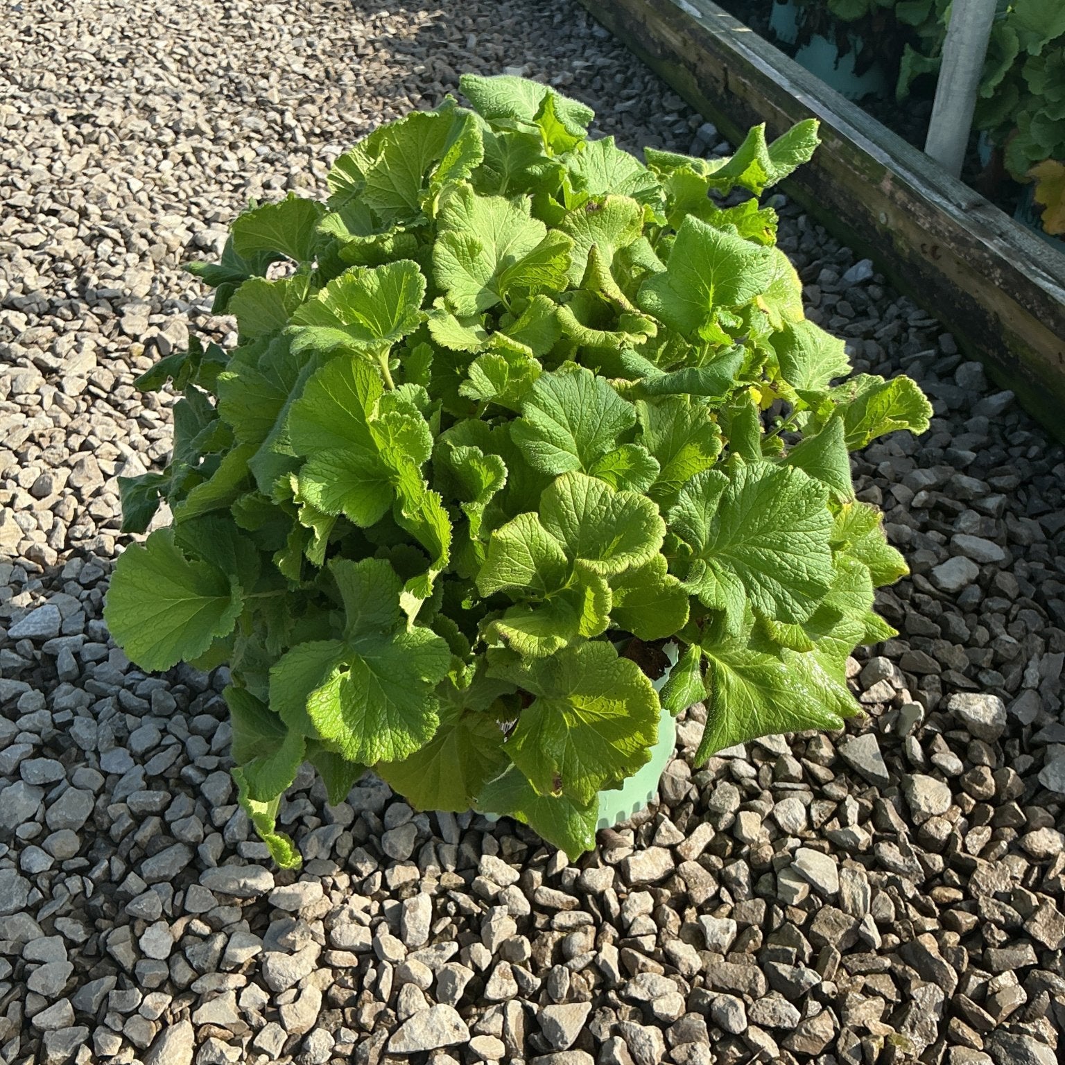 Lush green foliage of TEMPO Orange Geum growing in a small container on a gravel surface.