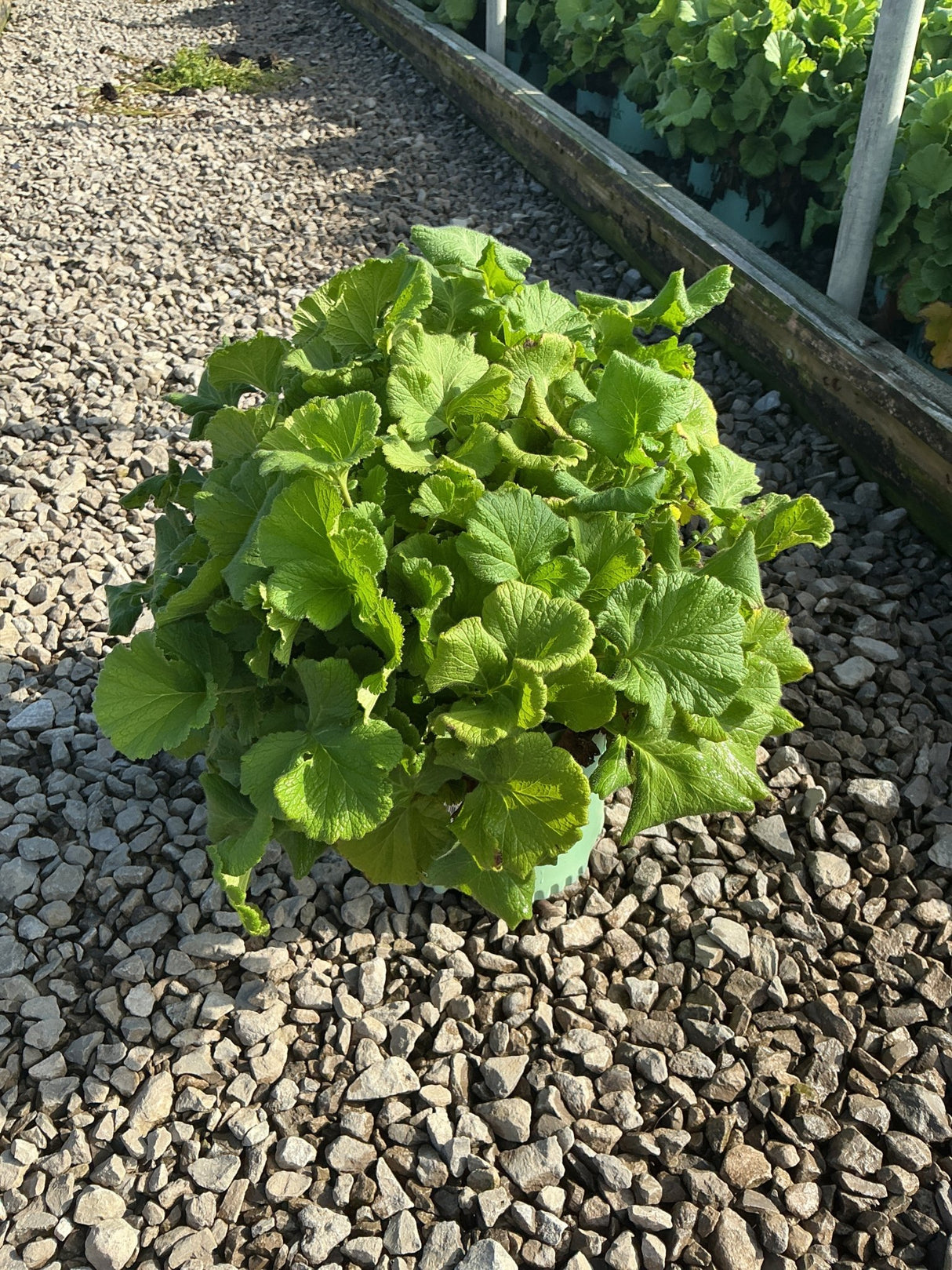 Lush green foliage of TEMPO Orange Geum growing in a small container on a gravel surface.