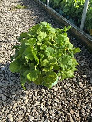 Lush green foliage of TEMPO Orange Geum growing in a small container on a gravel surface.