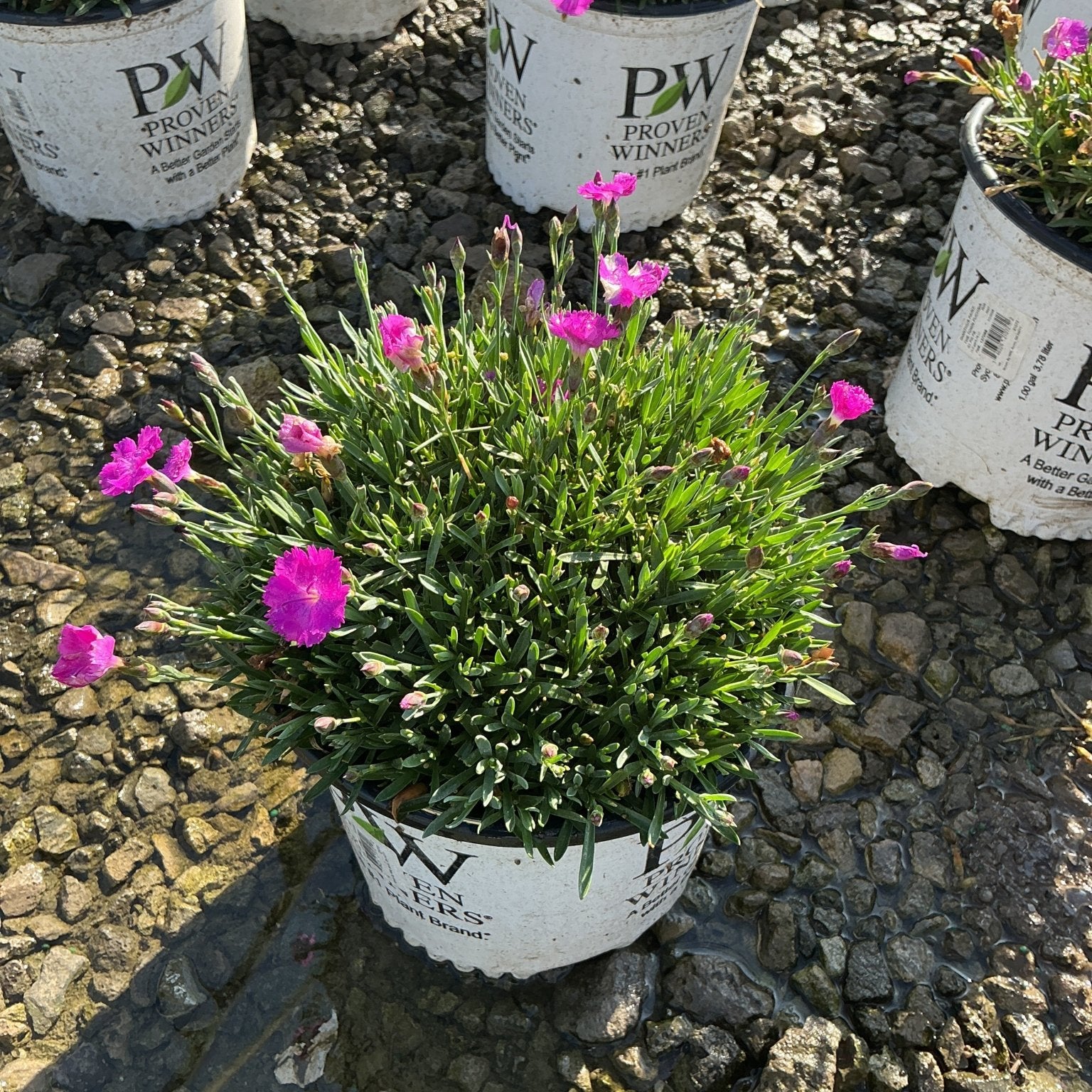 Paint the Town Fuchsia Dianthus blooming in a Proven Winners #1 container with vivid pink flowers and tight mounded foliage.