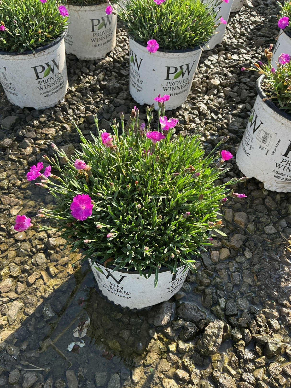 Paint the Town Fuchsia Dianthus blooming in a Proven Winners #1 container with vivid pink flowers and tight mounded foliage.