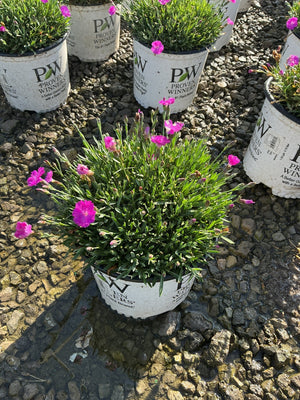 Paint the Town Fuchsia Dianthus blooming in a Proven Winners #1 container with vivid pink flowers and tight mounded foliage.
