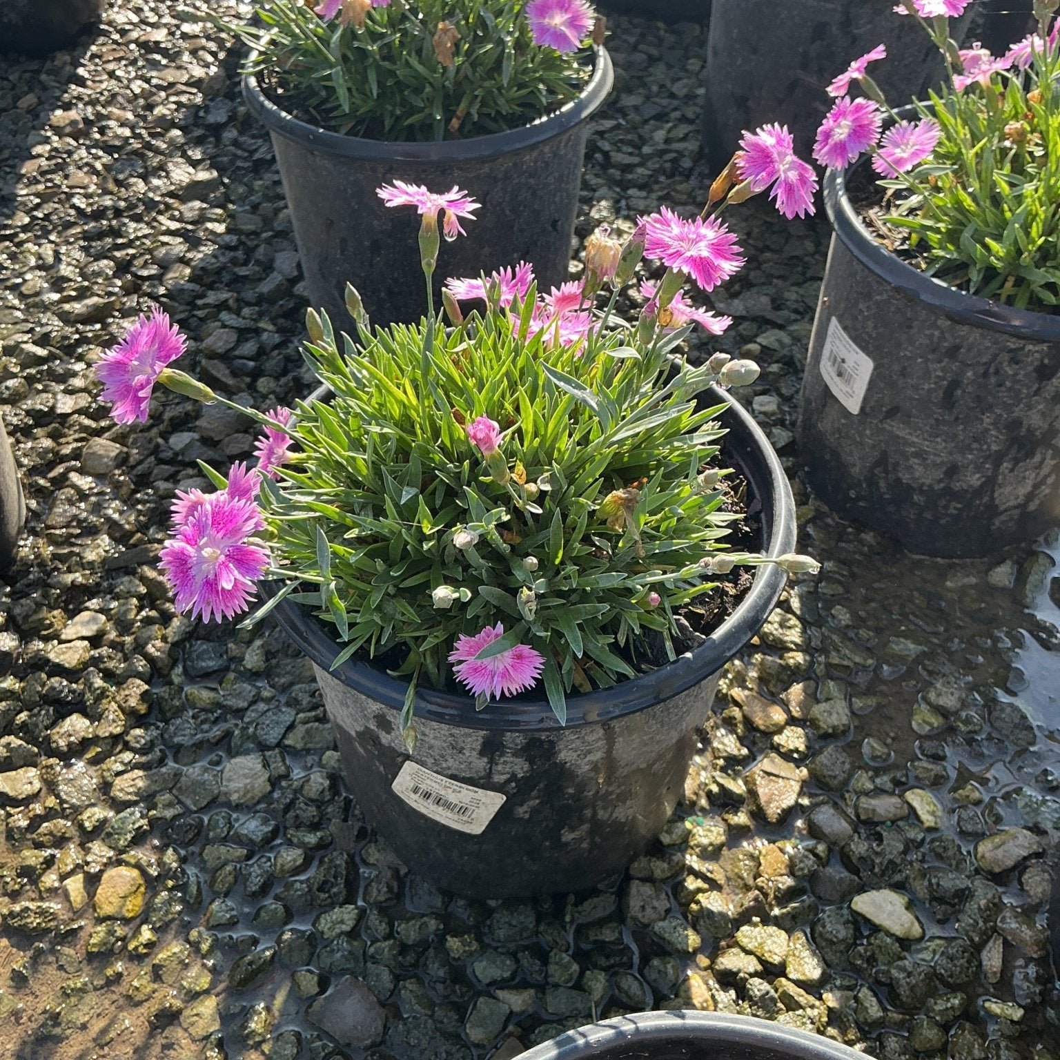 EverBloom Watermelon Ice Dianthus in a black nursery container with bright pink fringed blooms and green needle-like foliage.