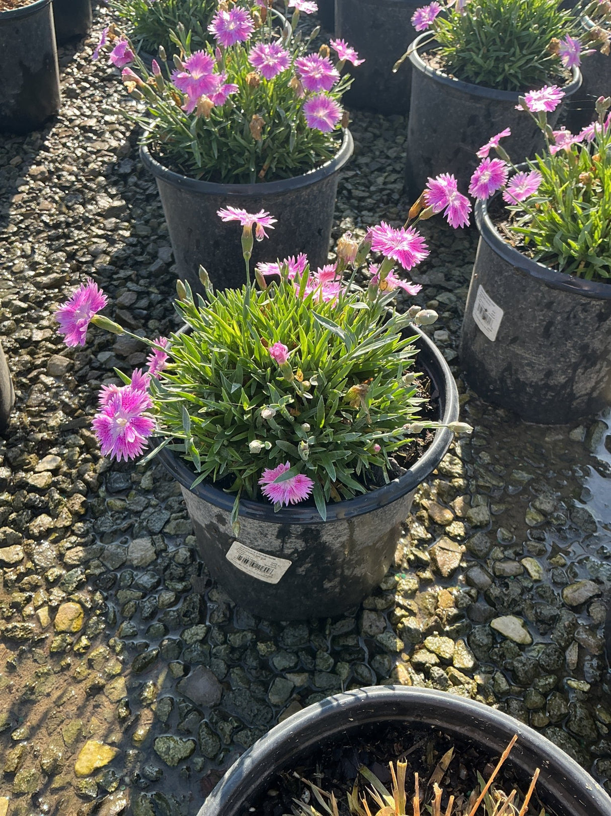 EverBloom Watermelon Ice Dianthus in a black nursery container with bright pink fringed blooms and green needle-like foliage.