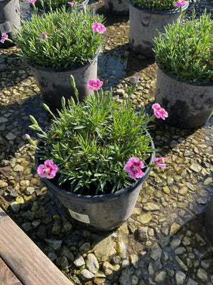EverBloom Plum Glory Dianthus in a black nursery container with pink blooms and narrow green foliage on a gravel surface.