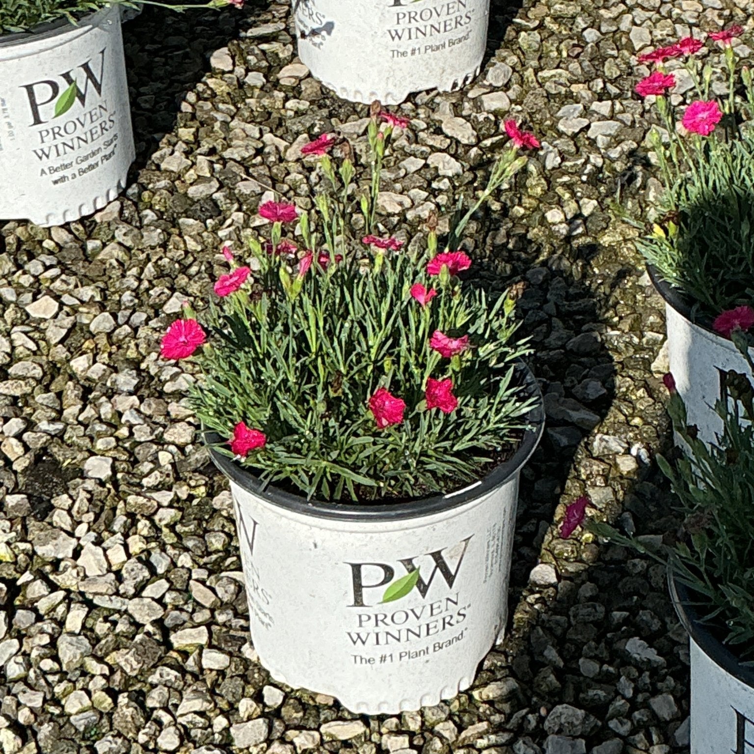 Paint the Town Red Dianthus in a Proven Winners #1 container, showing bright pink blooms on slender green stems.