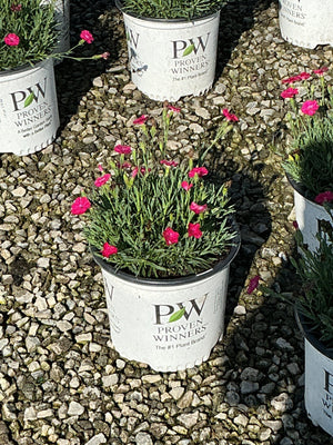 Paint the Town Red Dianthus in a Proven Winners #1 container, showing bright pink blooms on slender green stems.