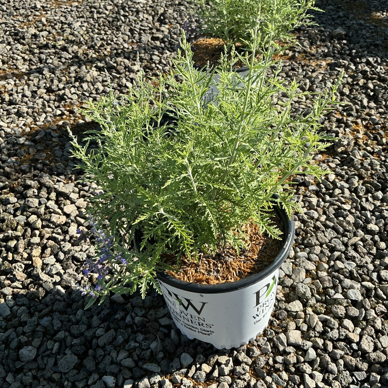 Denim n Lace Russian Sage in a Proven Winners #1 container showing silvery-green foliage and small purple blooms.