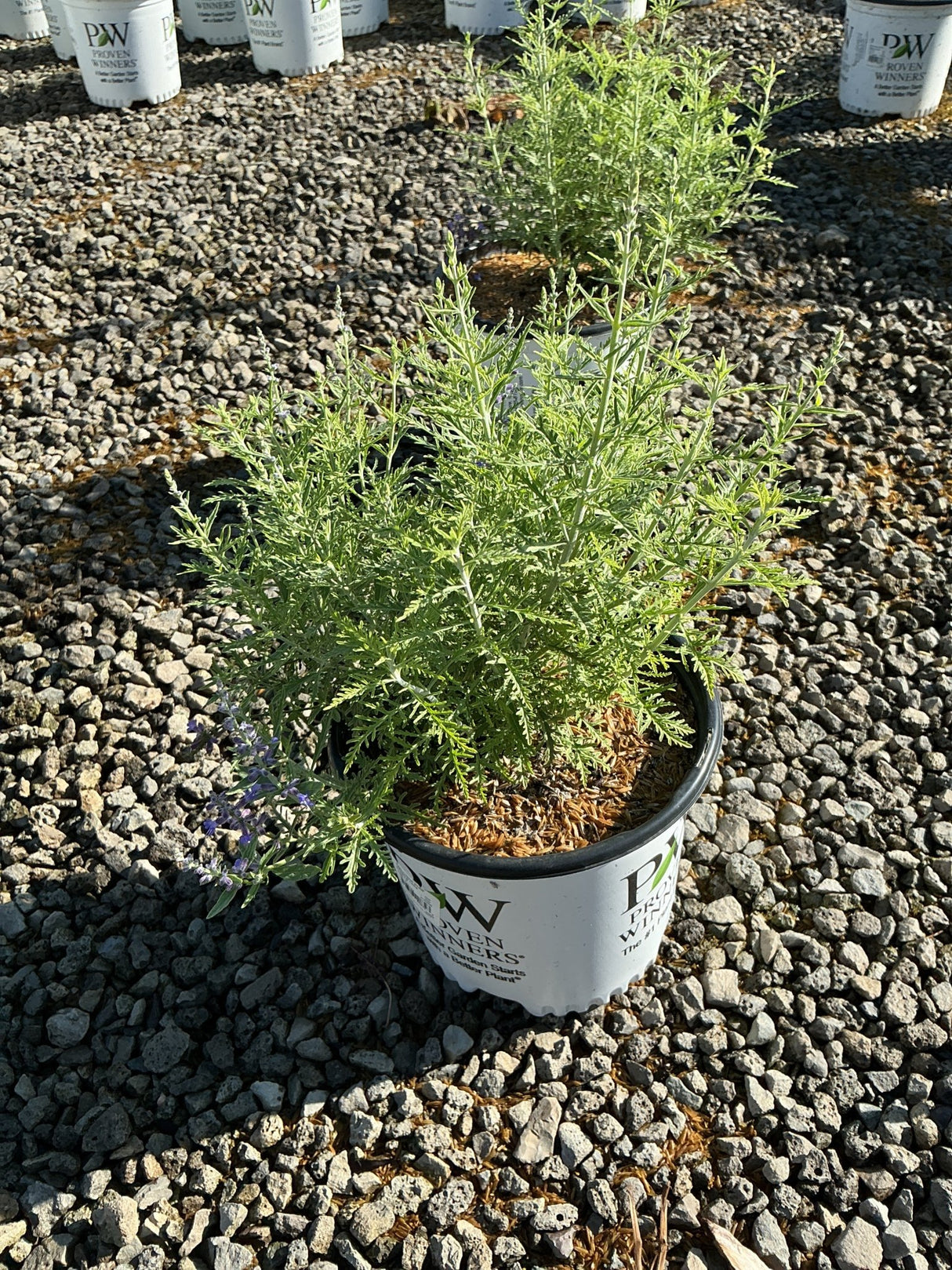 Denim n Lace Russian Sage in a Proven Winners #1 container showing silvery-green foliage and small purple blooms.